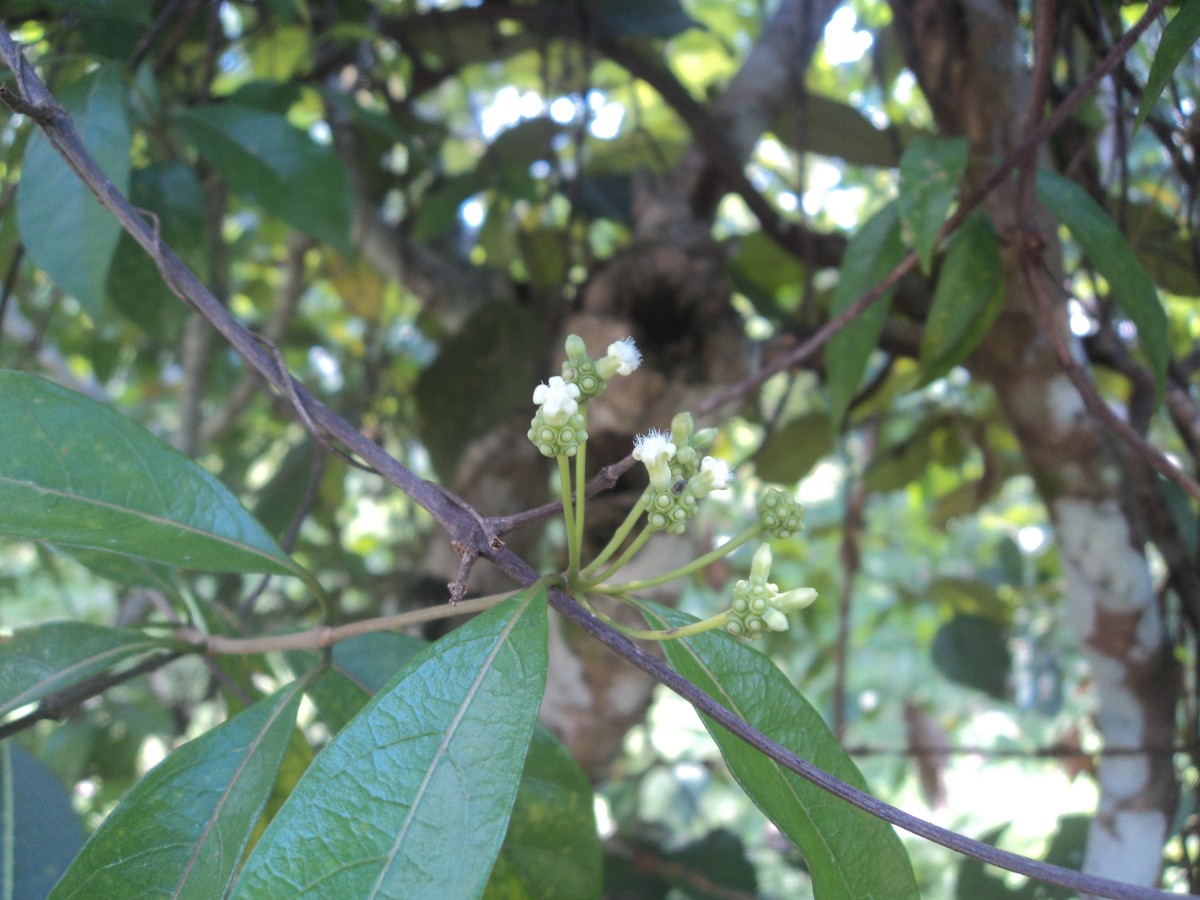 Gynochthodes umbellata (L.) Razafim. & B.Bremer